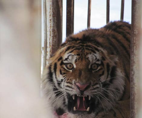 Тигра Упорного возвращают в дикую природу