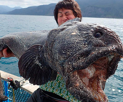 У берегов Фукусимы выловили гигантскую рыбу-мутанта 