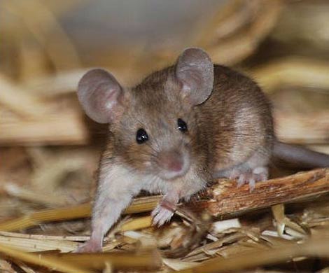 У европейских мышей есть устойчивый к яду ген