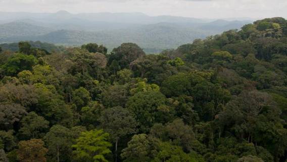 Участники экологического форума One Forest Summit в Либревиле обсудили, как сделать защиту лесов прибыльной Участники экологического форума One Forest Summit в Либревиле обсудили, как сделать защиту лесов прибыльной