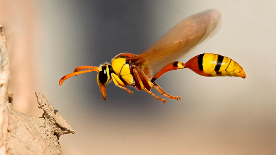 Ученые изучают поведение пчел в попытке разработать беспилотный летательный аппарат