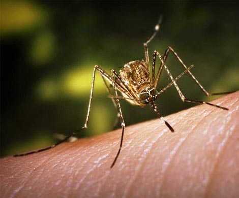 Ученые изобрели действенный метод борьбы с комарами