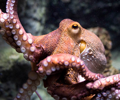 Ученые нашли доказательства внеземного происхождения осьминогов‍