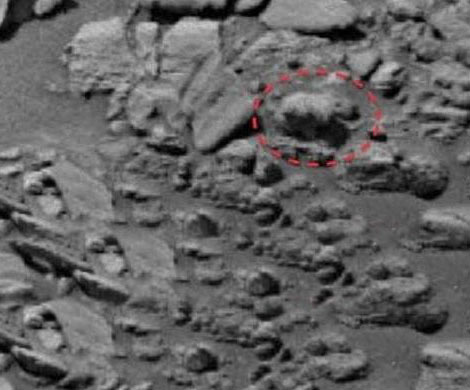 Ученые обнаружили на Марсе окаменелые останки медведя гризли