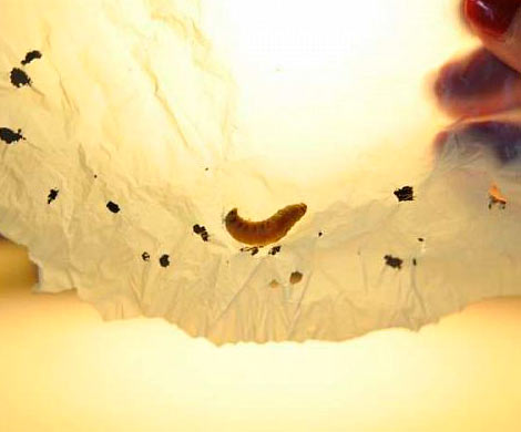 Ученые обнаружили питающихся пластиком гусениц