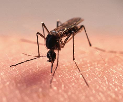 Ученые обнаружили растущее генетическое противостояние комаров к пестицидам