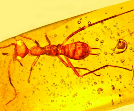 Ученые обнаружили в янтаре похожее на пришельца древнее насекомое‍