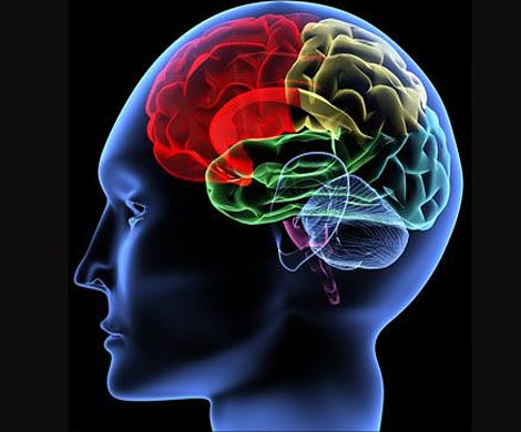 Ученые определили область мозга, отвечающую за воображение