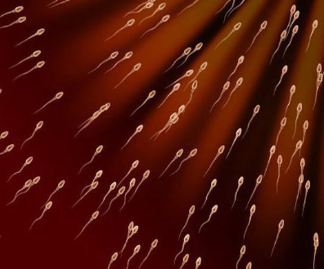 Ученые превратили клетки кожи в сперматозоиды и яйцеклетки