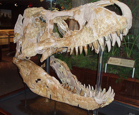 Ученые раскрыли секрет зубов тираннозавра
