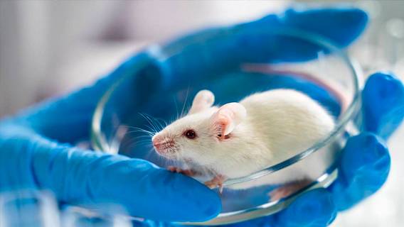 Ученые смогли создать синтетические эмбрионы мышей с помощью стволовых клеток