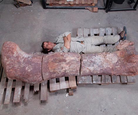 Ученые уверены, что обнаружили скелет одного из самых крупных динозавров в мире