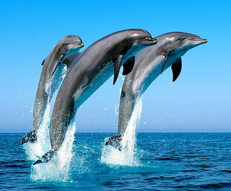 Ученые узнали о темной стороне личности дельфинов