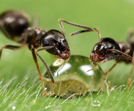 Ученые в Израиле выяснили как эффективно сотрудничают муравьи