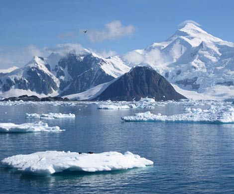 Ученые впервые изучили морских обитателей, проживающих под льдами Антарктиды