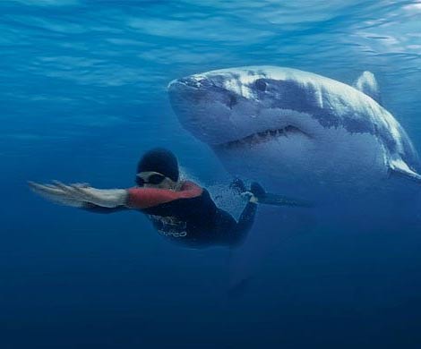 Ученые выяснили, почему акулы нападают на людей
