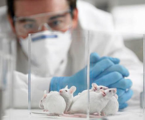 Ученые хотят запретить опыты на лабораторных мышах