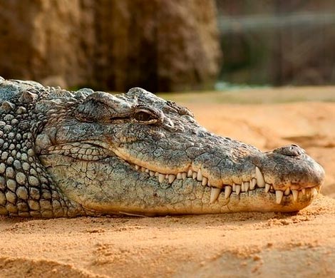Ученые заставили крокодилов слушать Баха и были удивлены результатами