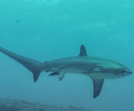 Ученым удалось сфотографировать роды акулы в природе
