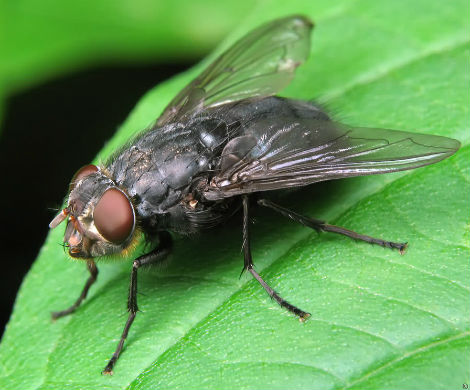 Учёные установили, что у мух бывают «дискотеки»
