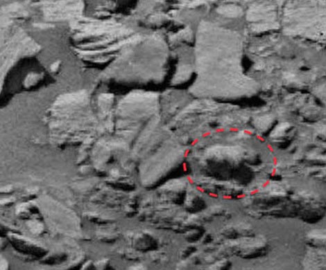 Уфологи нашли на снимках с Марса живого медведя