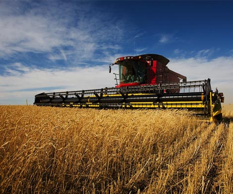 Урожай зерна в стране по итогам года может стать рекордным