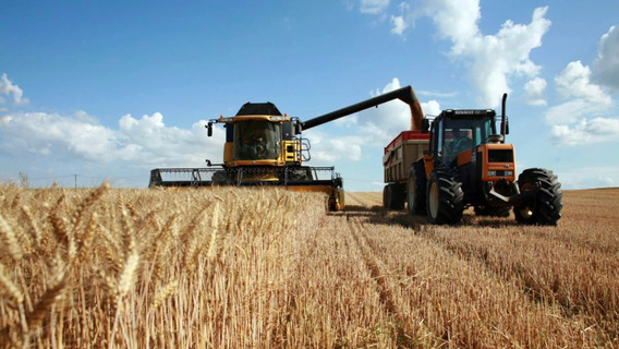 Ухудшение качества зерна может снизить объемы его экспорта