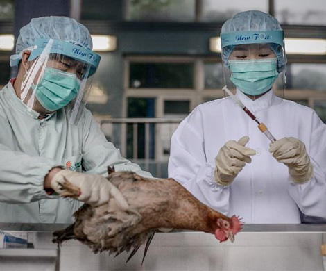 В 14 китайских провинциях зарегистрирован птичий грипп