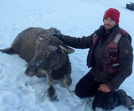 В Алтайском крае рыбак спас провалившегося под лед лося