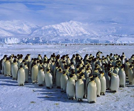 В Антарктиде оказалось на 3,6 млн. больше пингвинов, чем считалось ранее‍