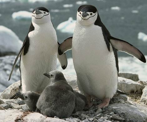 В Антарктику позвали работать людей, устойчивых к запаху пингвинов