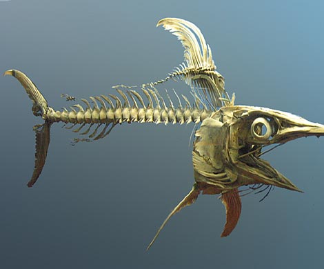 В Австралии обнаружен скелет рыбы-меч возрастом 100 млн лет