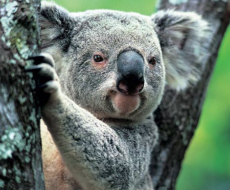 В Австралии власти убили почти 700 коал