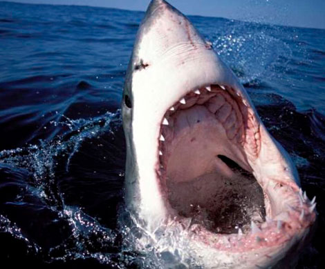 В Австралии жертвой акулы стала семнадцатилетняя серфингистка