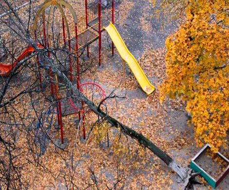 В Брянске на детскую площадку рухнуло дерево