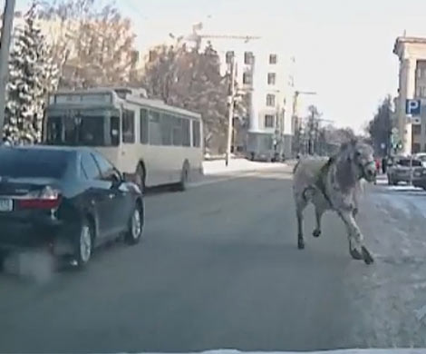 В центре Челябинска лошадь едва не устроила ДТП с троллейбусом‍