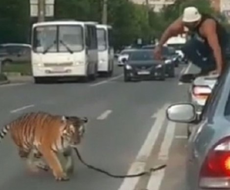 В центре Иванова тигр сбежал от дрессировщика