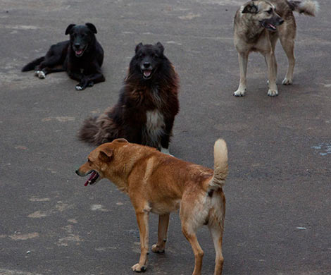 В Челябинске бродячие собаки напали на 8-летнего ребенка