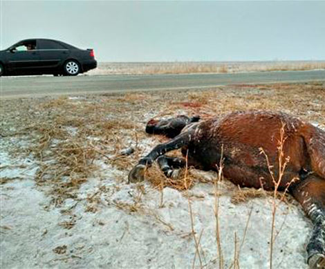 В Челябинской области студент на ВАЗе протаранил табун лошадей