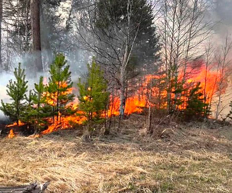 В двух районах Приамурья введен режим ЧС из-за лесных пожаров‍