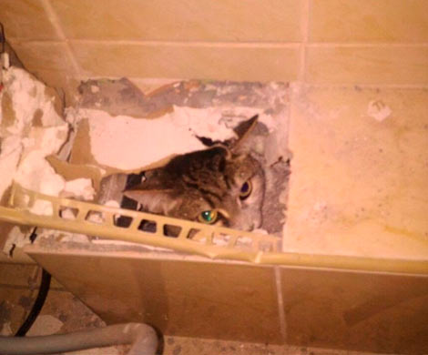 В Екатеринбурге спасатели вызволяли кота, застрявшего в гипсокартонном коробе