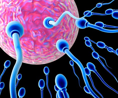 Снижение подвижности сперматозоидов у мужчин
