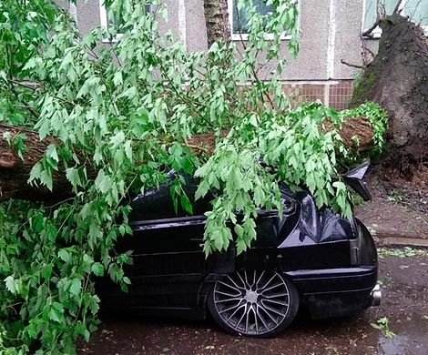 В городской роще Рязани дерево рухнуло на машину с детьми