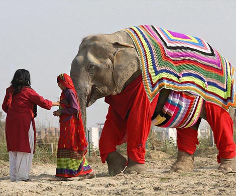 В Индии для слонов, которые замерзают по ночам, связали пижамы