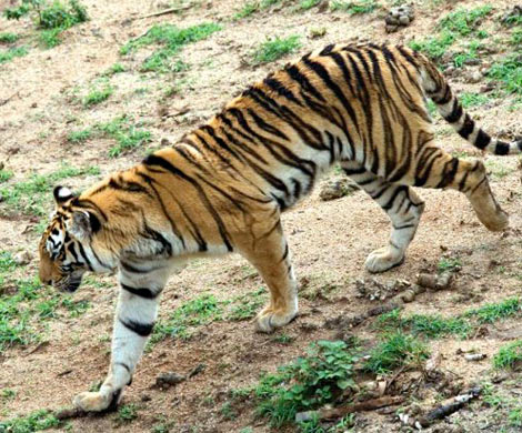 В Индии поймали тигра, который убил шестерых людей