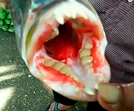 В Индонезии сняли на видео рыбу-чудовище с зубами, как у человека