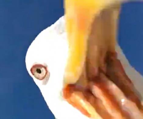 В Испании чайка украла камеру и сделала селфи
