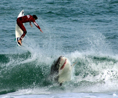 В Калифорнии уменьшилось число нападений акул на людей 