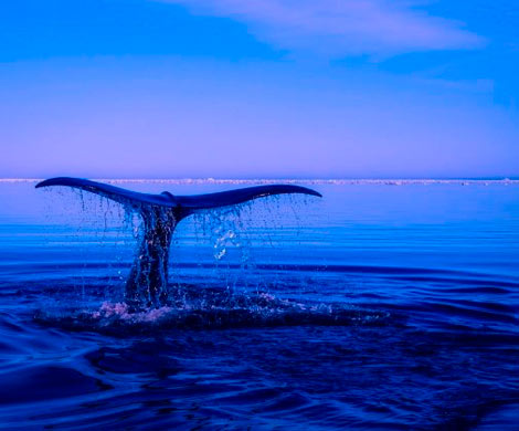В Канаде с начала года обнаружили останки шести редких китов