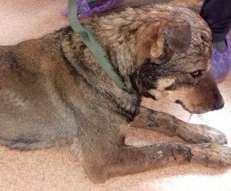 В Кемерове живодёры подожгли и жестоко избили до полусмерти собаку
